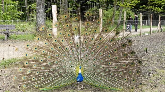 Peacock Jjdalia