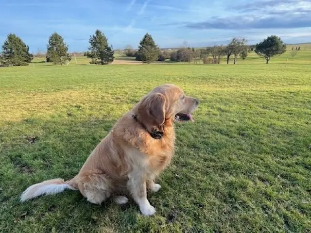 Niska Golfvittelhazeau Rotated